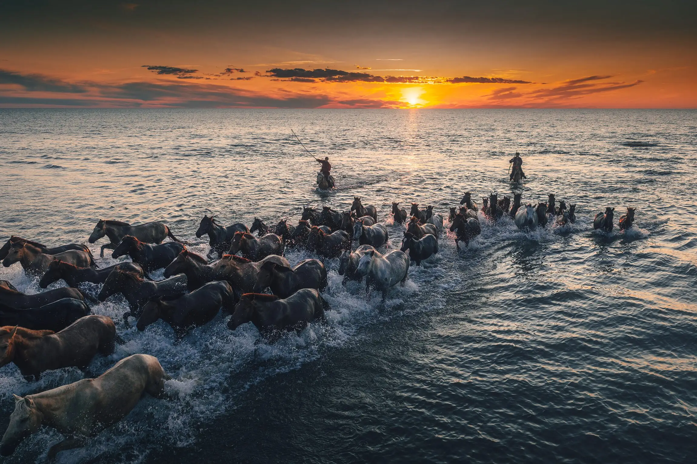 Herders driving a herd of horses through shallow water at sunset, the sun low on the horizon.