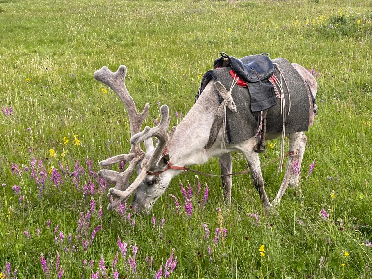 Northern: Khuvsgul Lake, taiga, Tsaatan reindeer herders