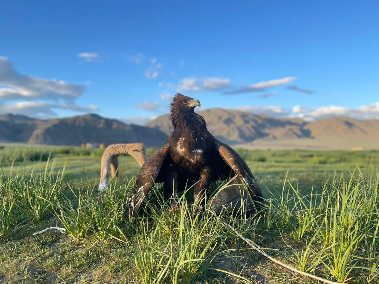 Western – Altai mountains, Kazakh eagle hunters